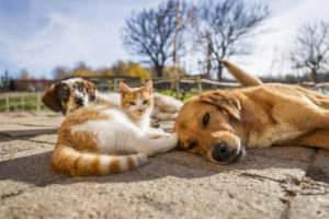 Pet Custody
