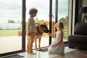 pet custody