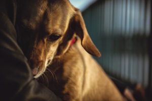 sad dog